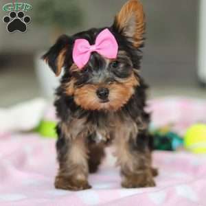 Bella, Yorkie Puppy